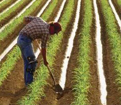 Farmer-in-field-1.jpg